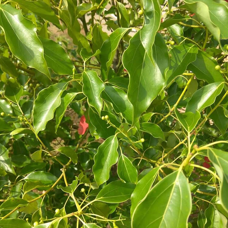 Natural Camphor  