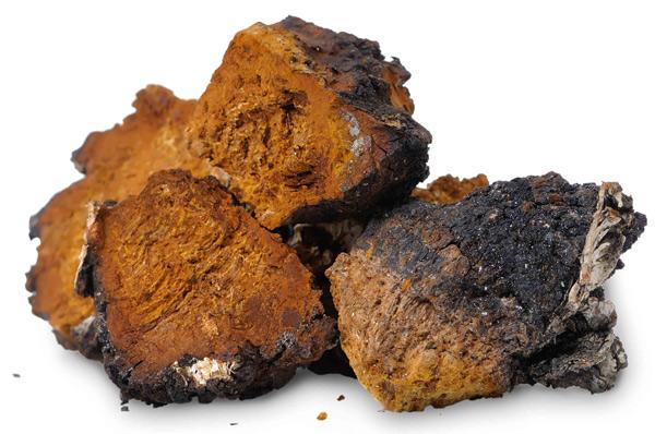 Chaga Mushroom Extract Powder  