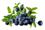 Bilberry Extract