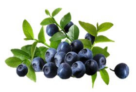 Bilberry Extract