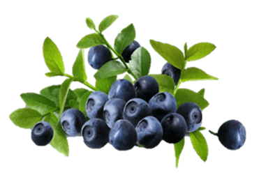 Bilberry Extract