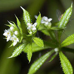 Cleavers Extract