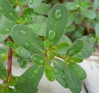 Bacopa Extract