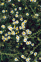 Chamomile Extract