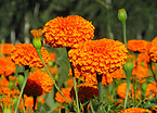 Marigold Extract