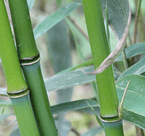 Bamboo Extract