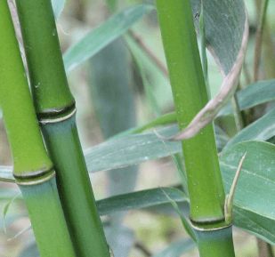 Bamboo Extract