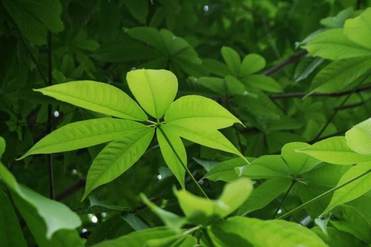 Horse Chestnut Exract