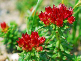 Rhodiola Rosea Extract