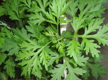 Wormwood Extract