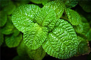 Mint Extract