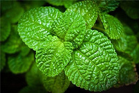 Mint Extract