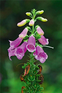 Rehmannia Extract