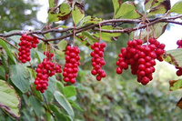 Schisandra Chinensis Extract