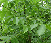 Pericarp Walnut Extract