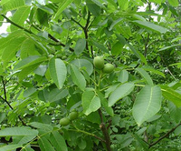 Pericarp Walnut Extract