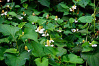 Houttuynia cordata Extract