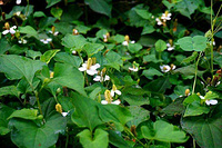 Houttuynia cordata Extract