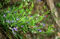 Polygala Extract