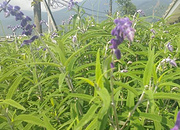 Coleus Forskohli Extract