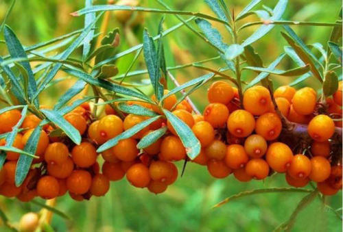 Sea Buckthorn Extract