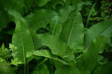 Rhubarb extract