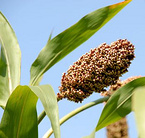 Sorghum Extract