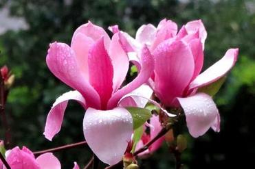 Magnolia Extract