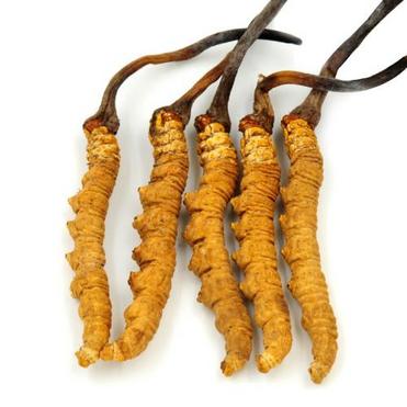 Cordyceps Sinensis Extract