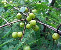 Phyllanthus Emblica Extract