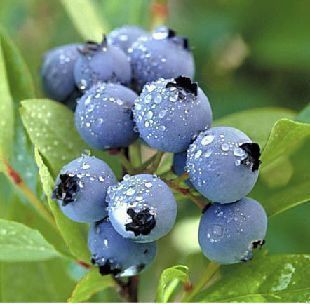 Blueberry Extract