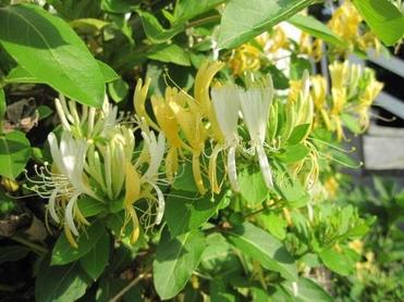 Honeysuckle Extract