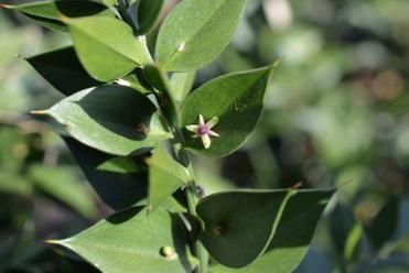 Ruscus Aculeatus Extract