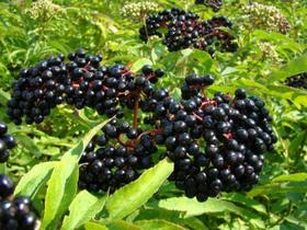 Elderberry Extract