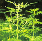 Artemisia Annua Extract