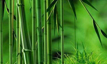 Bamboo Extract