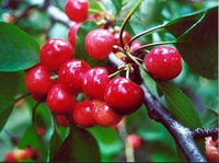 Acerola Berry Extract