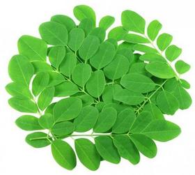 Moringa Leaf Extract