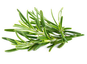 Rosemary Extract