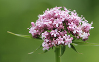 Valerian Extract