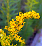 Golden Rod Extract