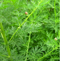 Artemisia Annua Extract