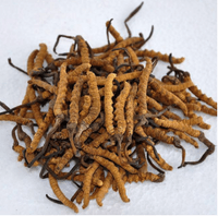 Cordyceps Sinensis Extract