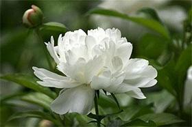 White Peony Extract