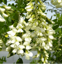 Sophora Japonica Extract