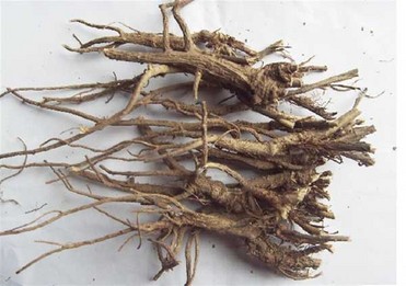 Bupleurum Extract