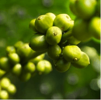 Green Coffee Bean Extract