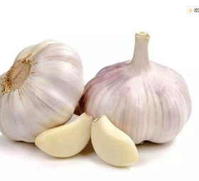 Garlic Extract