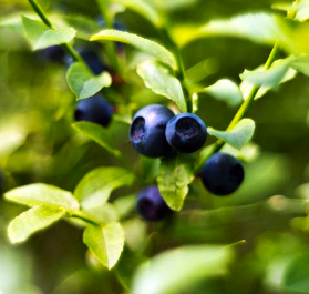 European Bilberry Extract