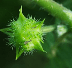 Tribulus terrestris Extract